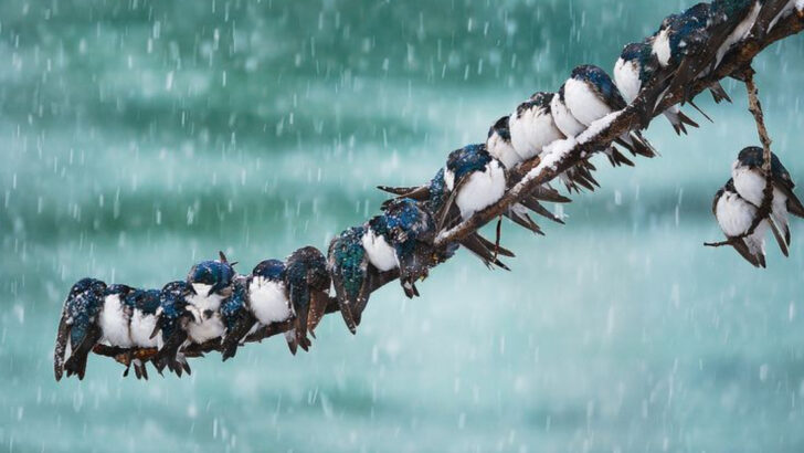 12 Species That Predict Weather Better Than Technology—And How They Do It