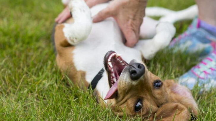 13 Adorable Ways Your Dog Begs for a Belly Rub