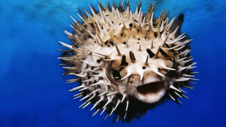 13 Animals That Outsmart Their Predators—And the Clever Tricks They Use to Survive