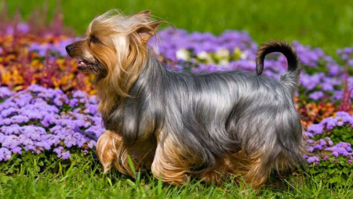 13 Australian Dog Breeds Born for Outback Toughness and Family Life