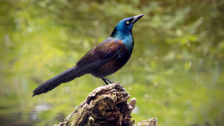13 Bird Species That Are Actually Destroying U.S. Ecosystems (And 7 That Are Secretly Heroes)