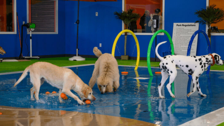 13 Clever Ways to Help Your Dog Feel Less Lonely in Your Absence