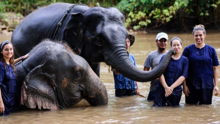 13 Conservation Efforts You Can Support