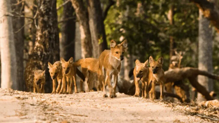 13 Dog Ancestors That Still Roam Wild in North America (And How Close They Are to Your Pet)