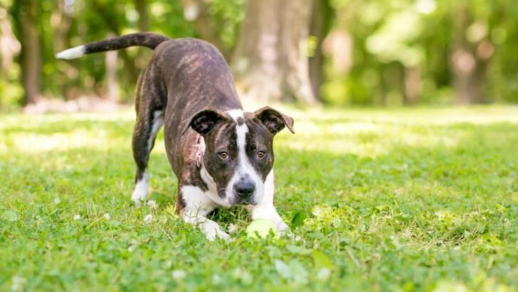 13 Dog Behaviors That Signal They’re About to Attack