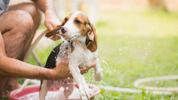 13 Dog Grooming Myths That Confuse Pet Owners Every Summer