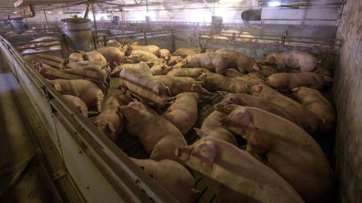 13 Factory Farm Practices Would Be Illegal If Done to Pets