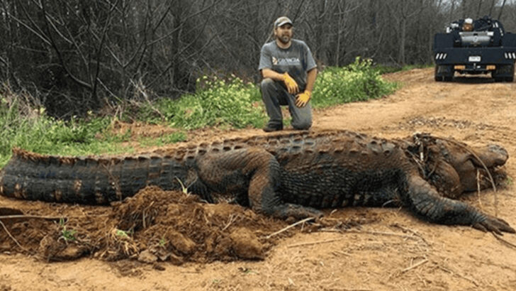 13 Facts About the Most Massive Alligator Ever Found in the U.S.