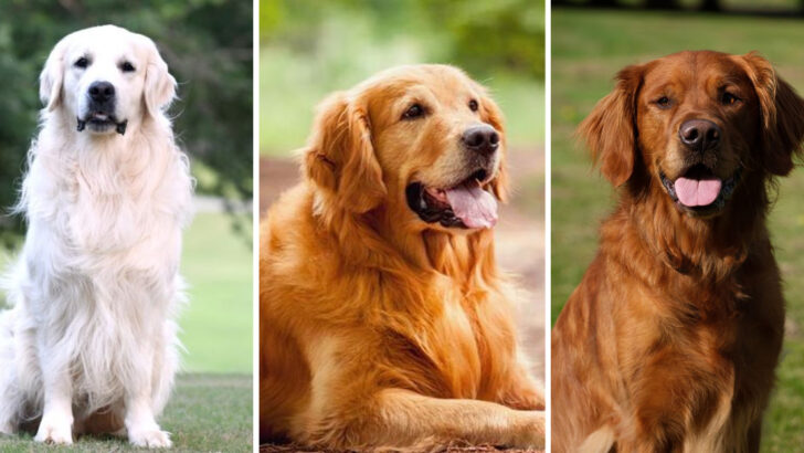 13 Facts Only Experts Know About the 3 Golden Retriever Types