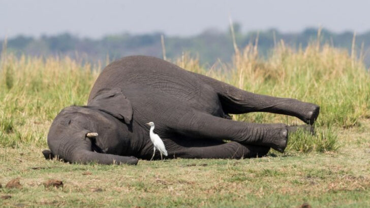 13 Fascinating Things That Happen After an Elephant Dies