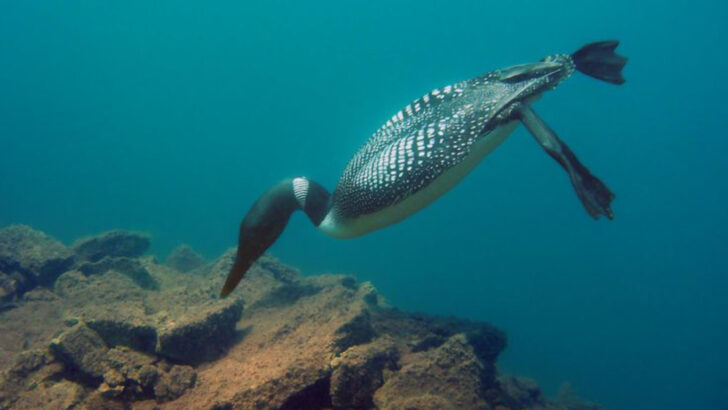 13 Fascinating Types of Birds That Can Swim Underwater