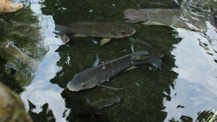 13 Fish Species You Should Never Release Into American Waterways