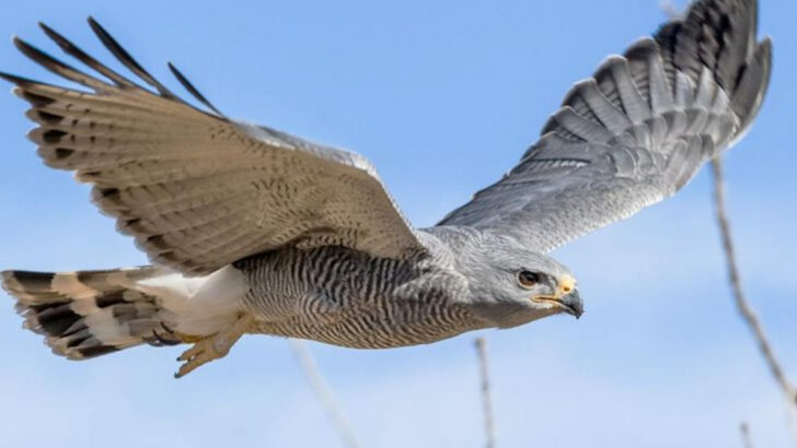 13 Hawk Species Most Americans See Daily But Never Notice