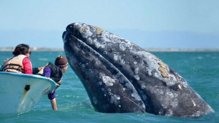 13 Incredible Facts About Grey Whales You Probably Didn’t Know