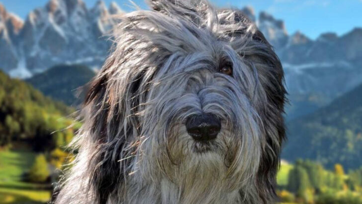 13 Italian Dog Breeds Steeped in Roman-Era Roots and Modern Charm