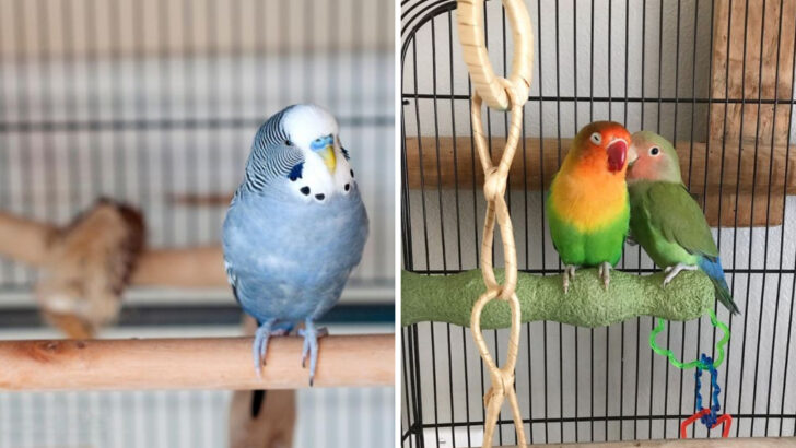 13 Key Differences Between Budgerigars and Lovebirds