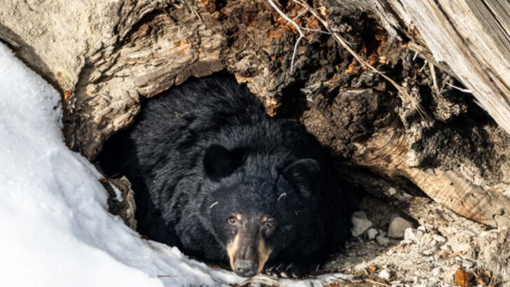 13 Most Fascinating Bear Behaviors Captured in the Wild