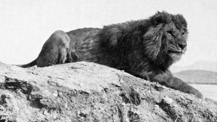 13 Most Powerful Types of Lions That Ever Lived