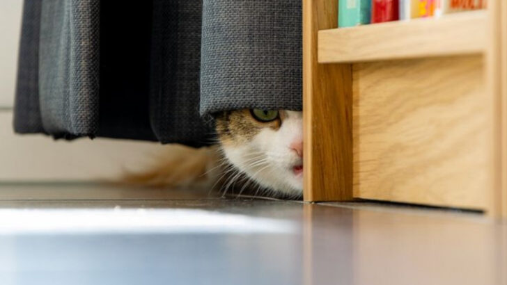 13 Mysterious Reasons Cats Suddenly Start Hiding (And What It Means)