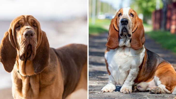 13 Reasons You’ll Never Confuse a Blood Hound with a Basset Hound