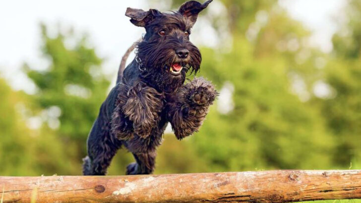 13 Reasons the Standard Schnauzer Is Unlike Any Other Dog Breed