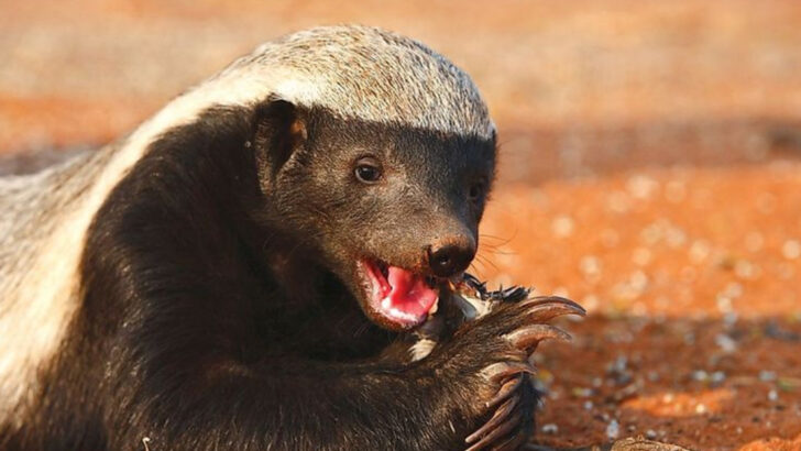 13 Remarkable Ways Honey Badgers Outsmart Africa’s Most Dangerous Predators