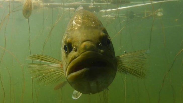 13 Strange Facts About Largemouth Bass and Their Favorite Hiding Places