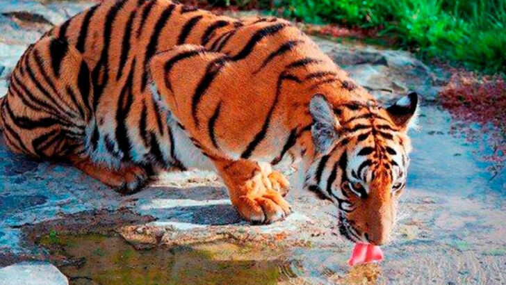 13 Strongest Tiger Subspecies That Ever Existed