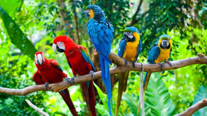 13 Things That Set Macaws and Cockatoos Apart