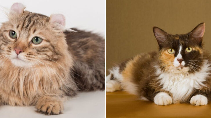 13 Things That Set the American Curl and LaPerm Cat Apart