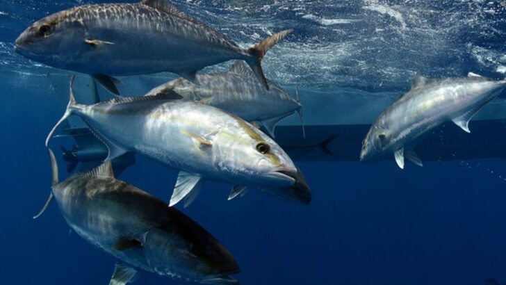 13 Things You Didn’t Know About the Hard-Fighting Amberjack