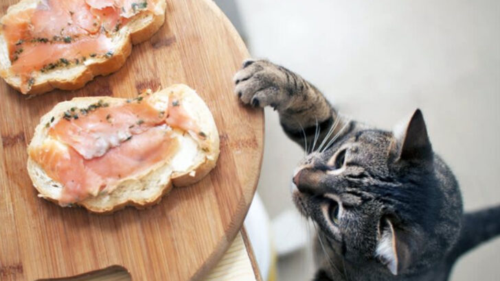 13 Times Cats Acted Like Tiny Criminals (and Got Away With It)