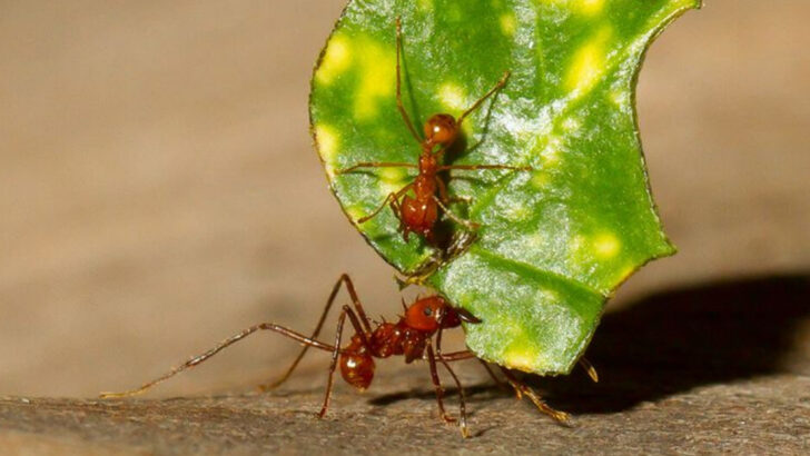 13 Tiny Creatures With Big Surprises Hidden Inside Them