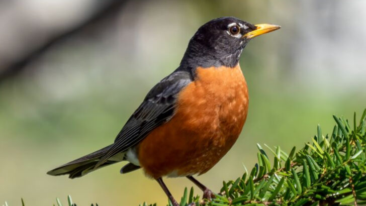 13 Ways the American Robin Stands Out in the Bird World