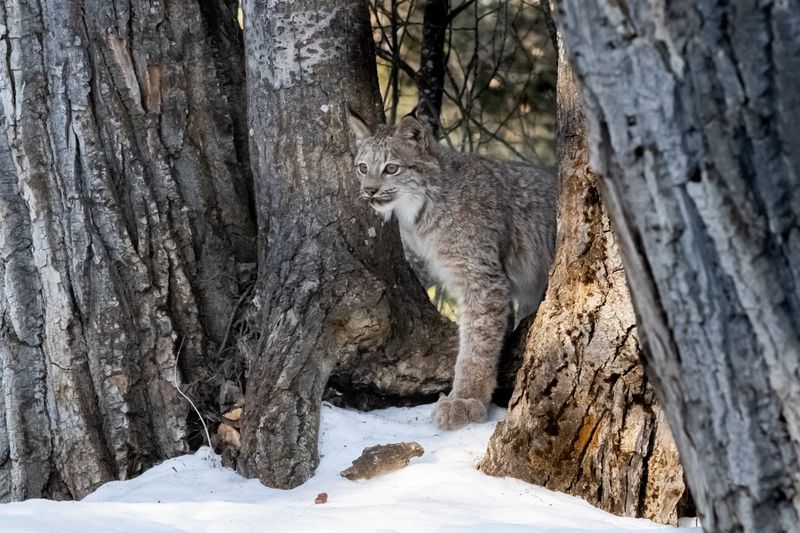 13. Conservation Status