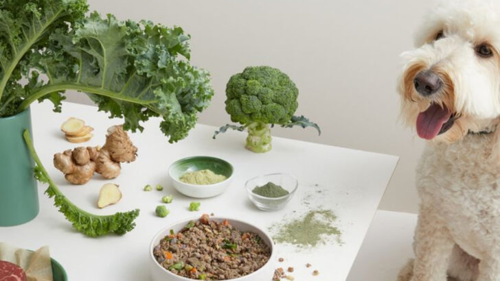 14 Alternative Protein Sources Transforming Pet Nutrition