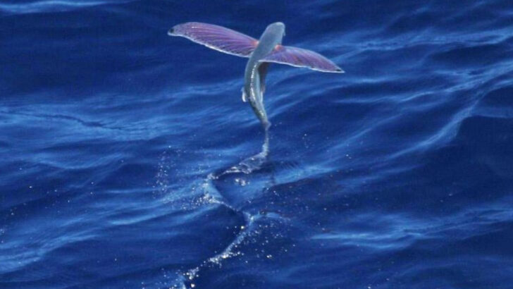 14 Animals That Appear Defenseless But Are Nearly Impossible to Catch