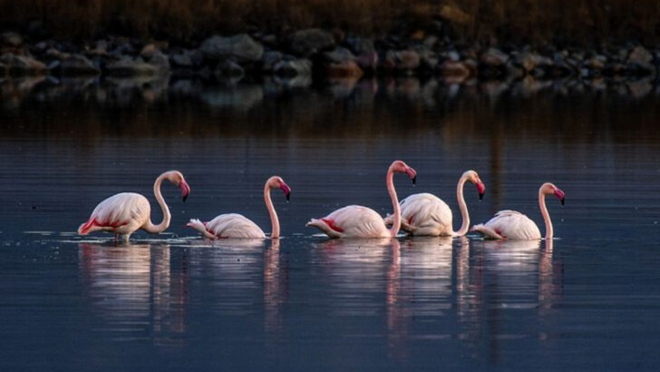 14 Animals That Use Dance to Communicate