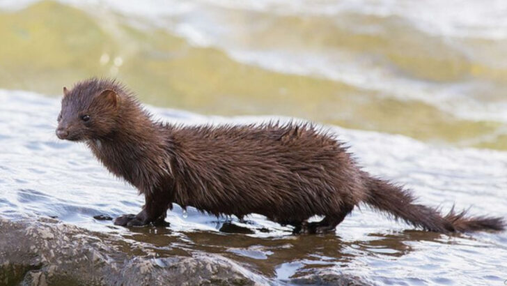 14 Animals You’d Never Expect to See Thriving in the Hudson River Today