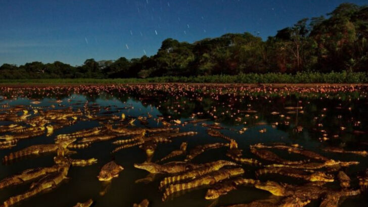 14 Best Places to See Crocodiles in the Wild