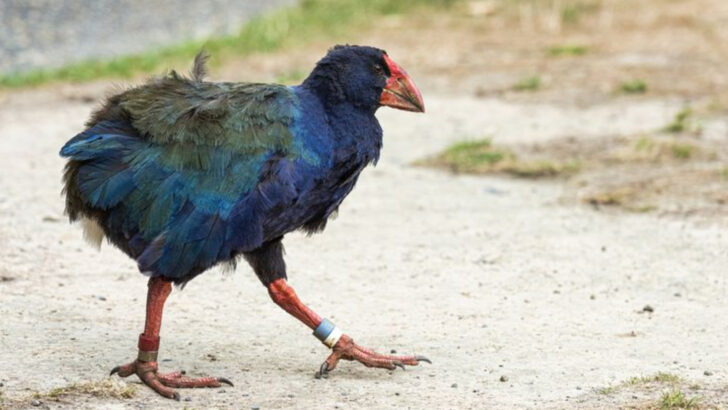14 Birds That Can’t Fly—But Have Other Impressive Abilities