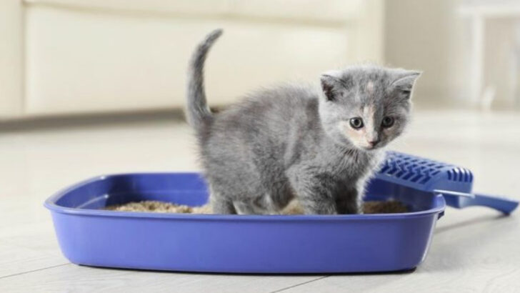 14 Common Reasons Your Cat Refuses to Use the Litter Box