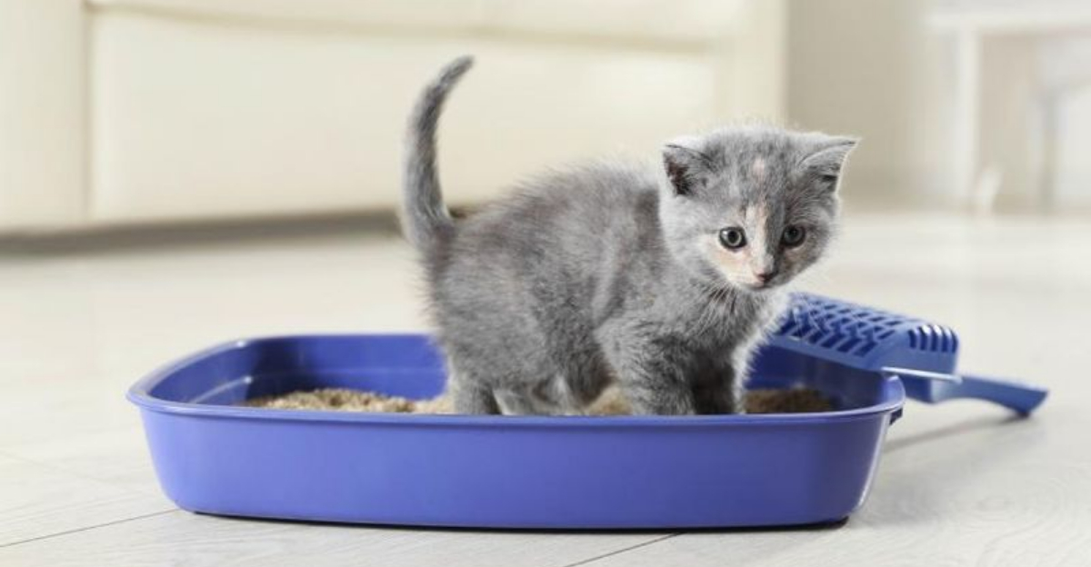Cat Refuses To Use The Litter Box