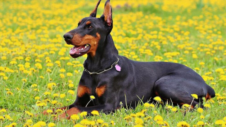 14 Defining Traits That Set American And European Dobermans Apart