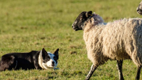 14 Dog Breeds That Secretly Crave Routine—and What Happens When They