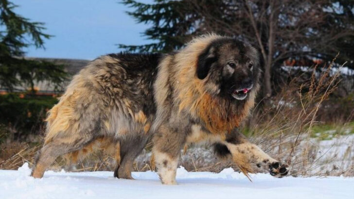 14 Dogs That Could Defeat a Pitbull