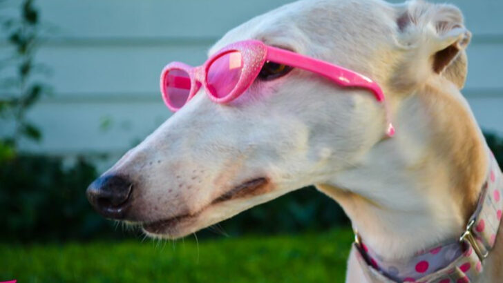 14 Dogs That Treat Every Goodbye Like the End of the World (And 6 That Don’t Mind a Break)