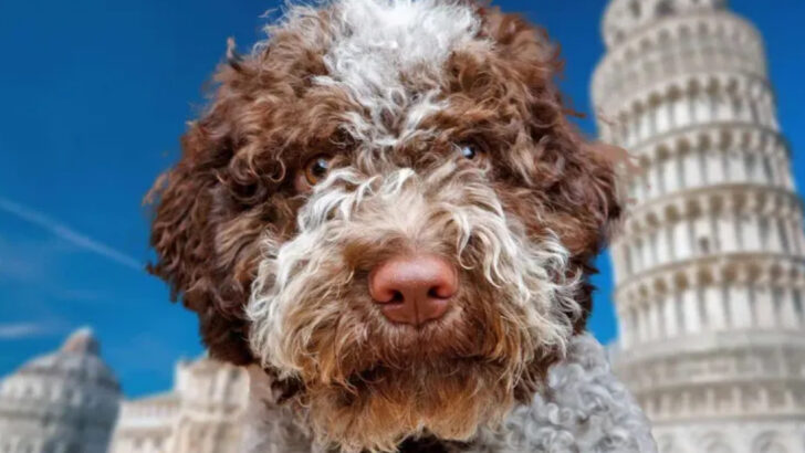 14 Dogs Whose Work Is Worth Over $100,000 a Year