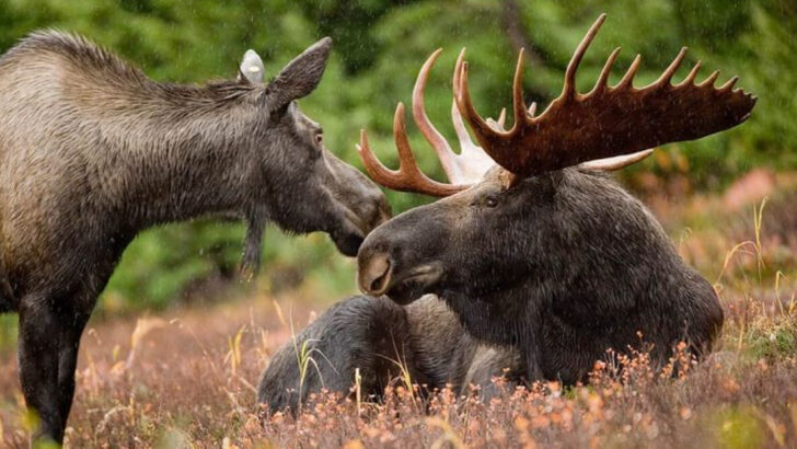 14 Facts About the Heaviest Moose Ever Measured in Alaska