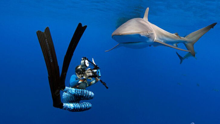 14 Fascinating Facts About the Elusive Galapagos Shark